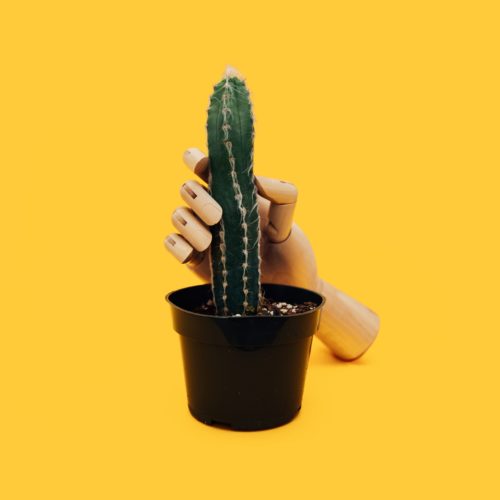 Puinen käsi puristaa piikkistä kaktusta.