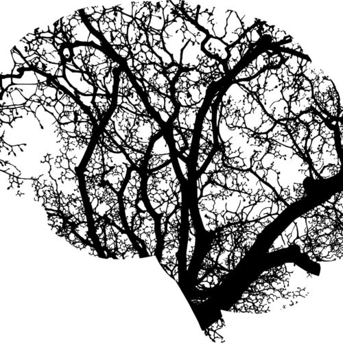 Puun oksisto on varjokuvassa rajattu niin, että oksista muodostuu aivot.