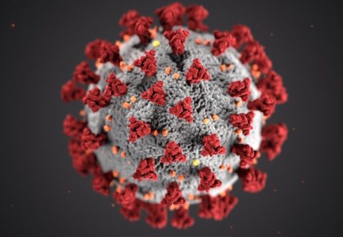 Koronavirus suurennettuna mikroskooppikuvassa.