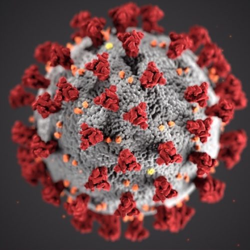 Koronavirus suurennettuna mikroskooppikuvassa.